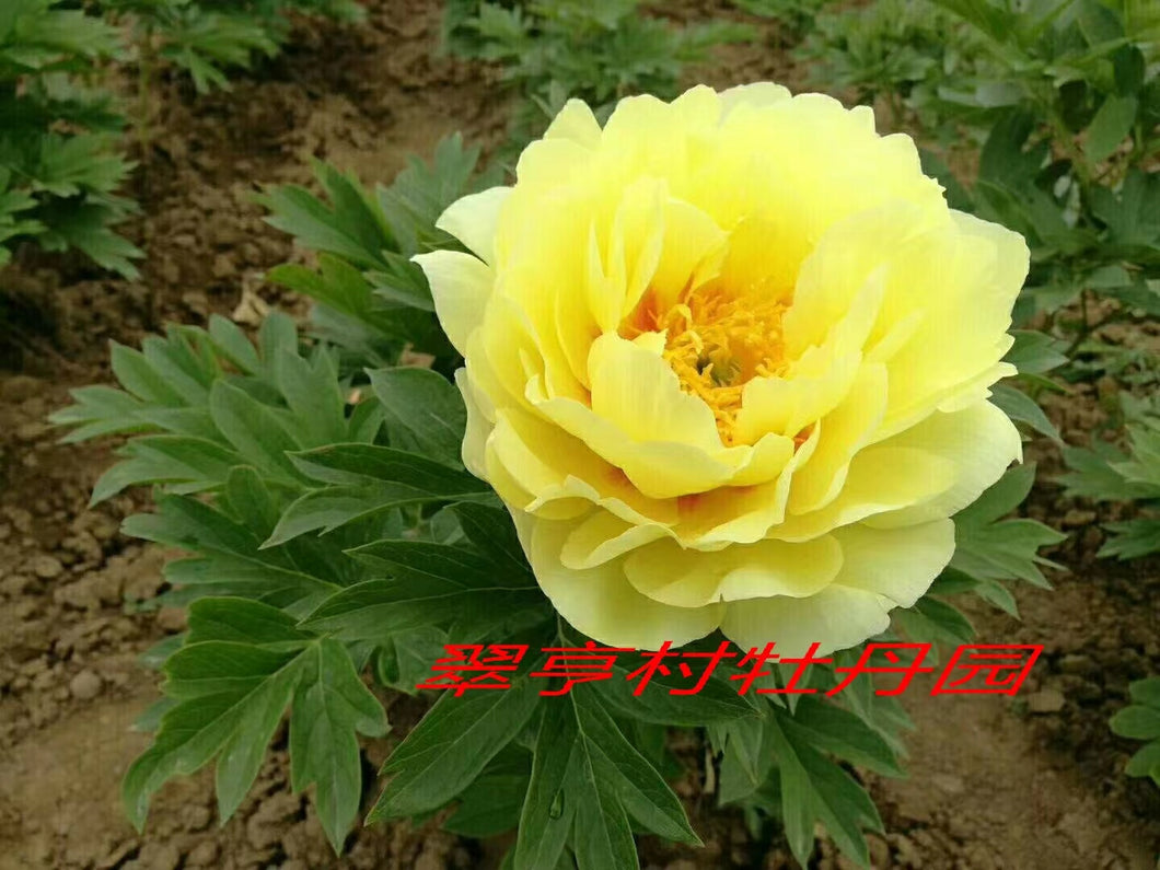 东方金  East gold-43