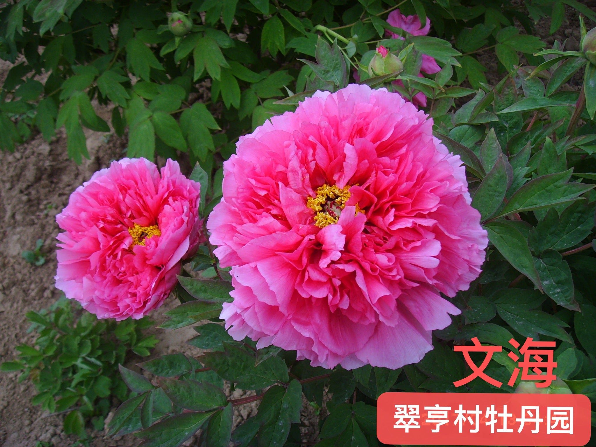 文海 Wen Hai-21 – C A Peony Garden